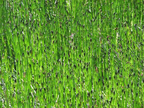 Common Horsetail